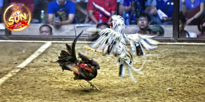 Chọi kê cựa dao chuyên nghiệp 